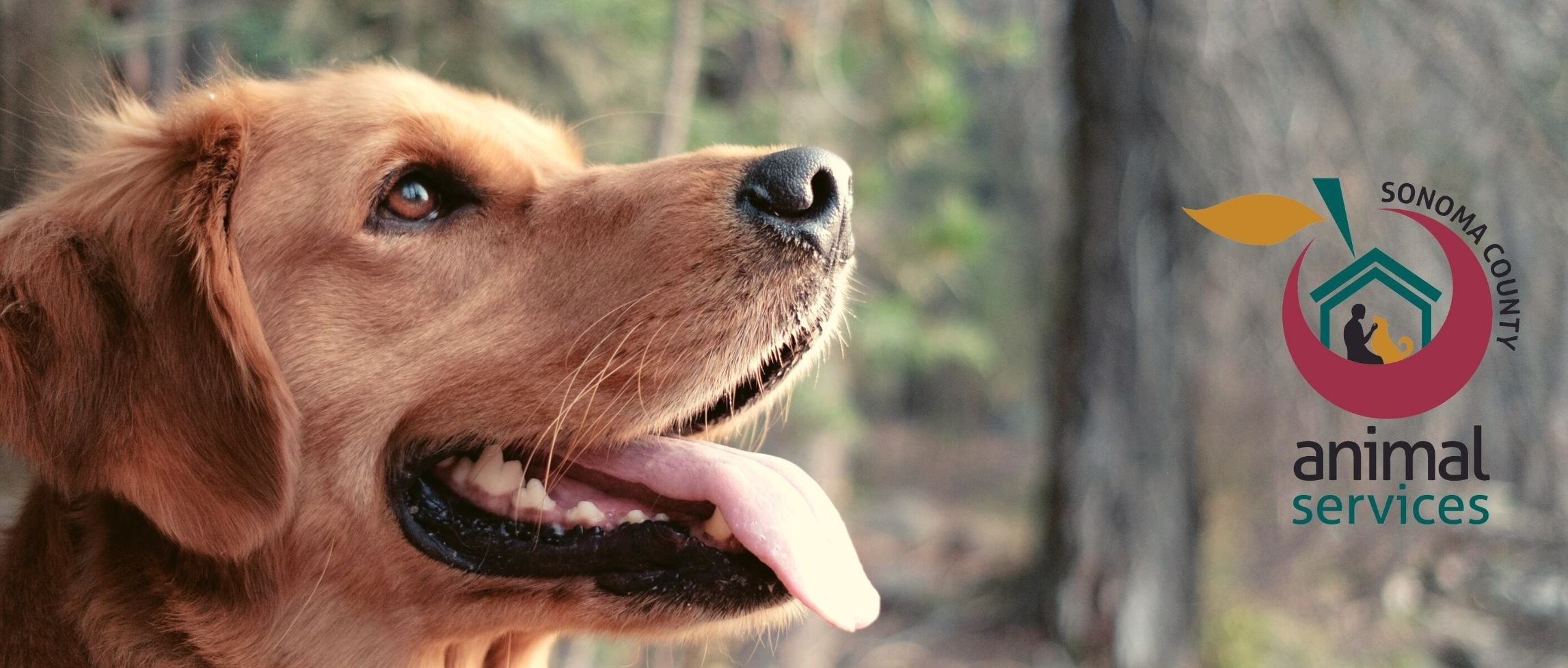 Happy dog looking upward with logo
