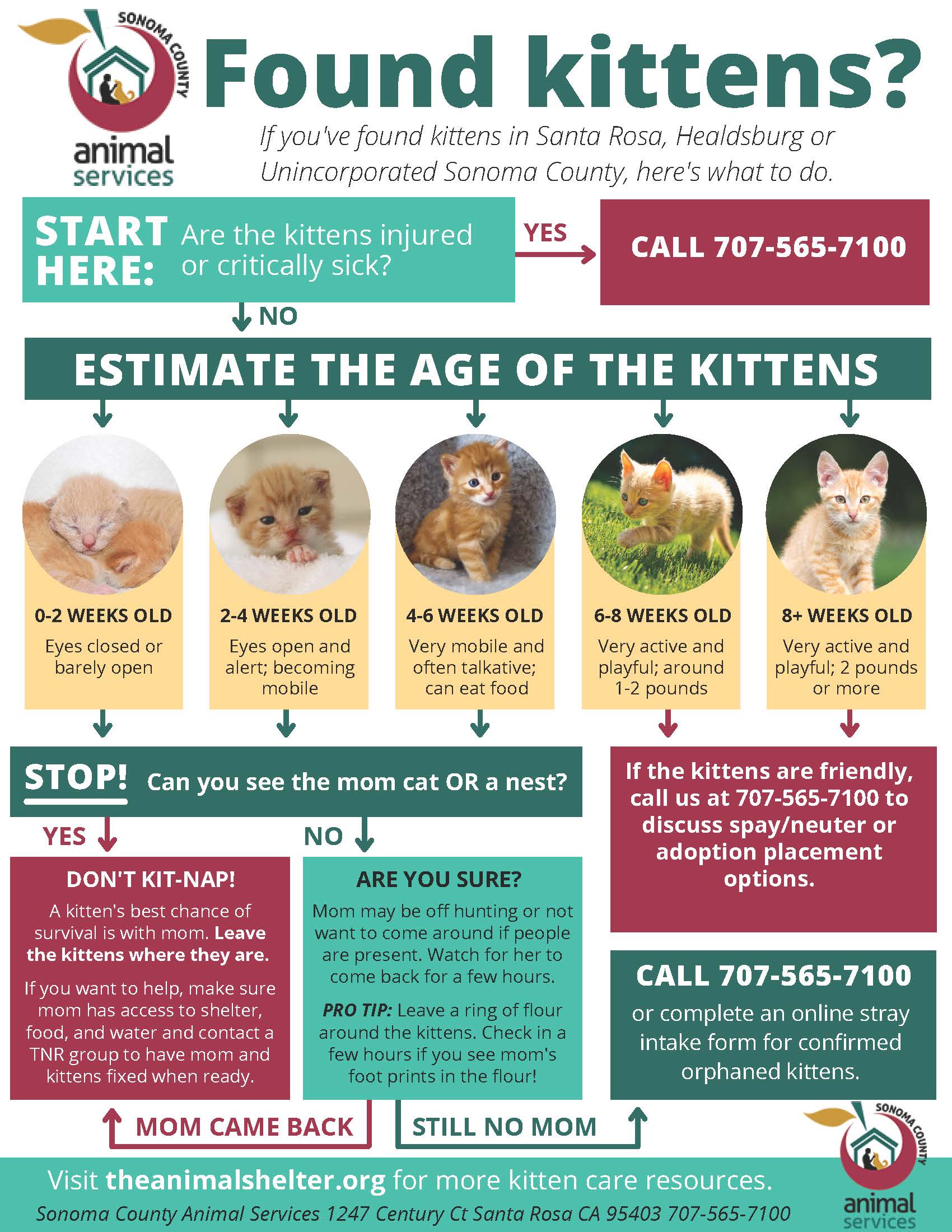 Kitten Season Flow Chart